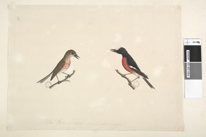 Seite 26. Zwei Vögel von Norfolk Island von Unknown artist