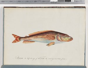 Seite 29. Unidentifizierter Fisch