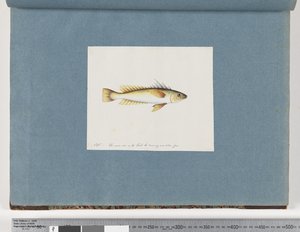 Seite 30. Unidentifizierter Fisch