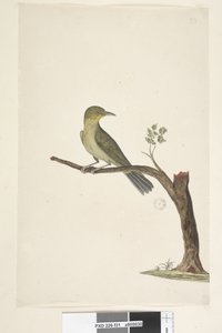 Seite 31....? Schlanker, Schnabel Weiß, Auge Zosterops tenuirostris, 1791-92 von Unknown artist