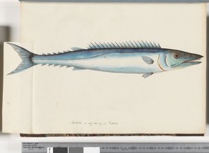 Seite 32. Barracouta von Unknown artist