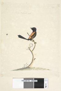 Seite 33. Natürliche Größe Rotrücken-Zaunkönig Malurus melanocephalus, männlich, 1791-92