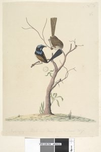 Seite 34. Mo,ro,dru,ing, männlich und weiblich, natürliche Größe Prachtstaffelschwanz Malurus cyaneus, 1791-92 von Unknown artist