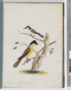 Seite 37. 1. Unidentifizierter Vogel. Agiler Honigfresser. Schwarzgesichtiger Kletterer von Unknown artist