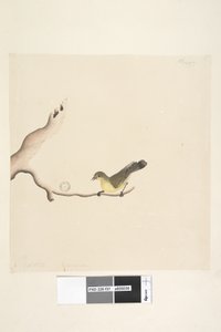 Seite 37. Oktober. Natürliche Größe Gelbdorn Acanthiza nana, 1791-92