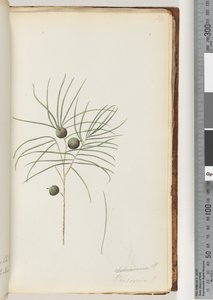 Seite 39. Schraderia / Persoonia