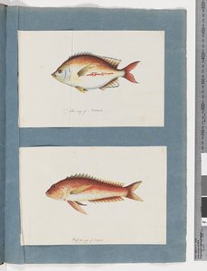 Seite 3. Unidentifizierter Fisch 4. Unidentifizierter Fisch