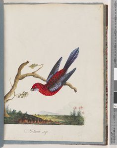 Seite 45. Scharlachrosella. Pennant-Sittich