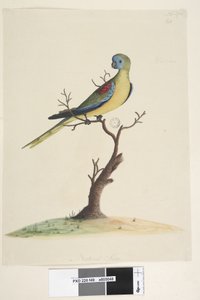 Seite 49. War,ran. unten mittig in anderer Hand Natürliche Größe. Türkisfarbener Papagei Neophema pulchella, männlich, 1791-92 von Unknown artist