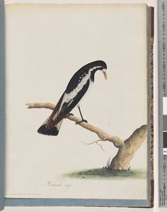 Seite 50. Elsterlerche. Corvus cyanoleucos von Unknown artist
