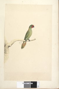 Seite 51. Natürliche Größe Kleiner Loris Glossopsitta pusilla, 1791-92 von Unknown artist