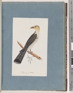 Seite 52. Blasser Kuckuck von Unknown artist