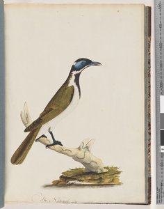 Seite 54. Blaugesicht-Honigfresser. Merops cyanoris. Blauwangendrossel von Unknown artist