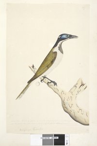 Seite 56. Melephahu Cyanops. Natürliche Größe. Die äußeren und mittleren Zehen sind bis zum ersten Gelenk verbunden. Keine Federn wachsen auf dem blauen Teil des Kopfes von Unknown artist