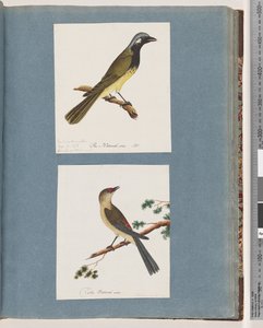 Seite 56. Unidentifizierter Vogel. Turdus leucotis. 57. Rotbrauenfink. Turdus neu von Unknown artist