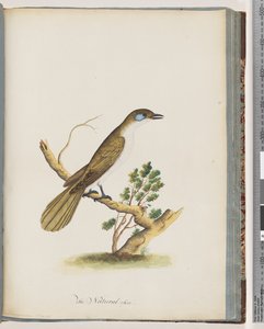 Seite 61. Blaugesicht-Honigfresser. Turdus cyanoris. Blauwangendrossel von Unknown artist