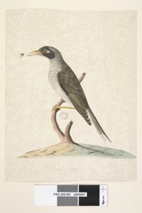 Seite 62. Juni. Natürliche Größe Lärmschwätzer Myzantha melanocephala, 1791-92 von Unknown artist