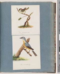 Seite 62. Rotbrauenfink. Loxia astrild. 63. Unidentifizierter Vogel. Muscicapa flavigastra von Unknown artist