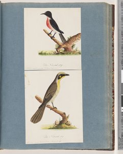 Seite 64. Scharlachroter Robin. Musca crythrogastra. 65. Gelbbüschel-Honigfresser. Muscicapa novae Hollandiae von Unknown artist