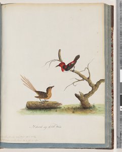 Seite 66. 1. Scharlach-Honigfresser. Certhia/Honigfresser/orientale. 2. Unbekannter Vogel. Muscicapa malachura von Unknown artist