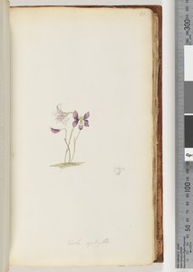 Seite 66. Viola aphylla / Wildes Veilchen von Unknown artist