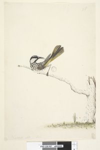 Seite 67. Natürliche Größe, Juni Weißwangen-Honigfresser Phylidonyris nigra, 1791-92