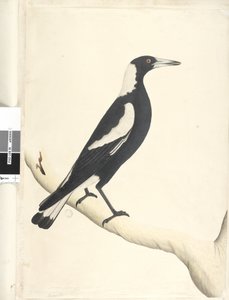 Seite 6. Barita. oben in anderer Handschrift Mai. Natürliche Größe Schwarzrückige Elster Gymnorhina tibicen, 1791-92
