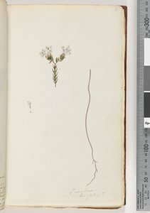 Seite 6. Pimeloea linfolia