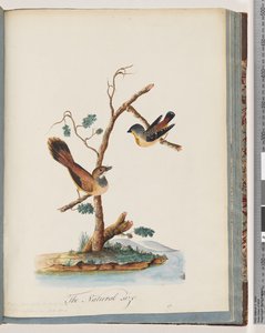 Seite 72. 1. Gefleckter Pardalote. Pipra punctata 2. Unidentifizierter Vogel. Muscicapa rufifrom von Unknown artist