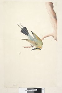 Seite 73. Merops. oben in anderer Handschrift November. Natürliche Größe Regenbogen Vogel Merops ornatus, 1791-92