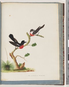 Seite 73. Scharlachrote Rotkehlchen von Unknown artist