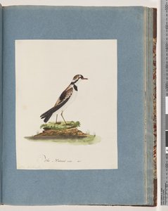 Seite 79. Schwarzstirnregenpfeifer. Charadrius Hiaticula von Unknown artist