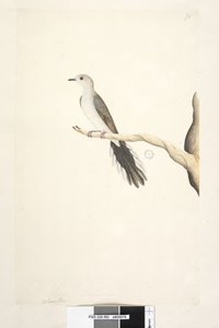 Seite 80. Columba. Natürliche Größe. Diamanttaube Geopelia cuneata von Unknown artist