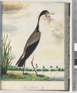 Seite 80. Maskenkiebitz oder Spornkiebitz von Unknown artist