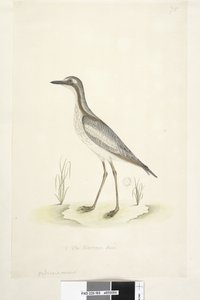 Seite 85. Oedicnemus. unten in der Mitte in anderer Hand 1/2 der natürlichen Größe Südlicher Steinkauz Burhinus magnirostris, 1791-92