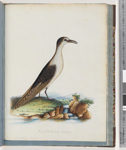 Seite 85. Rußseeschwalbe. Sterna novae Hollandae. Neue Hollandseeschwalbe von Unknown artist