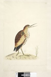 Seite 90. Ardea. entlang des unteren Randes in anderer Hand Die Größe des Vogels, von dem die Zeichnung gemacht wurde, der seinen Hals um vier Zoll verlängern konnte Zwergdommel Ixobrychus minutus, 1791-92