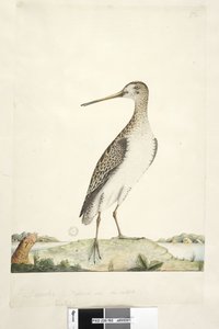 Seite 92. Scolopax. über dem Titel in anderer Hand Dezember. Natürliche Größe, Iris zweifelhaft Japanbekassine Gallinago hardwicki, 1791-92