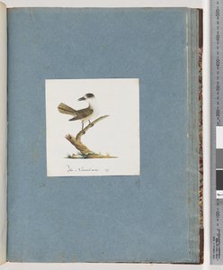 Seite 93. Unidentifizierter Vogel von Unknown artist