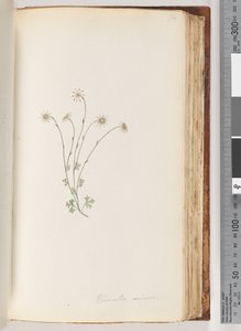 Seite 94. Eriocalia minor von Unknown artist