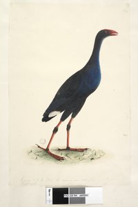 Seite 94. Porphyrio. entlang des unteren Randes in anderer Hand Reduziert auf 1/2 des Vogels, von dem die Zeichnung stammt. August Östliches Sumpfhuhn Porphyrio porphyrio Porphyrio melanotus, 1791-92 von Unknown artist