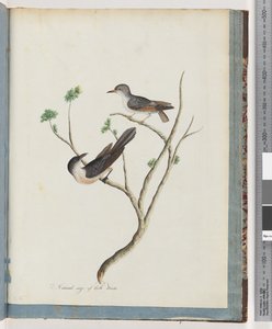 Seite 94. Unbekannte Vögel von Unknown artist