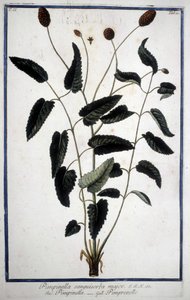 Pimpinelle: Pimpinella Sanguisorba major.