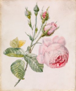 Rosa Rose und gelber Schmetterling