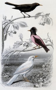 Tafel der Naturgeschichte: Amsel, weiße Amsel und rosa Amsel - in „Werke von Buffon“, ed. Furne Jouvet & cie, Paris