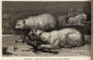Eisbären auf dem Packeis, die eine Robbe schlagen, die sie gerade gefangen haben. Illustration der Reise zum freien Meer des Arktischen Pols, von Dr. Hayes, Chirurg der US-Marine, 1860-1862, veröffentlicht in "Le tour du monde, nouveau journal des voyages"