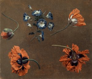 Mohnblumen und Tradascanthus von Unknown artist