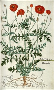 Mohn in „De Historia Stirpium commentarii badges,...“ von Leonhart Fuchs von Unknown artist