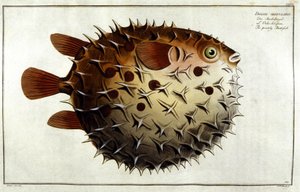 Kugelfisch nach Marc Elieser Bloch Ichthyologie Paris - Berlin - London 1787. von Unknown artist