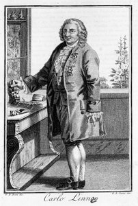 Porträt von Carl von Linné, schwedischer Naturforscher und Schriftsteller (1707 - 1778). Sd. Gravur des 19. Jahrhunderts von Unknown artist